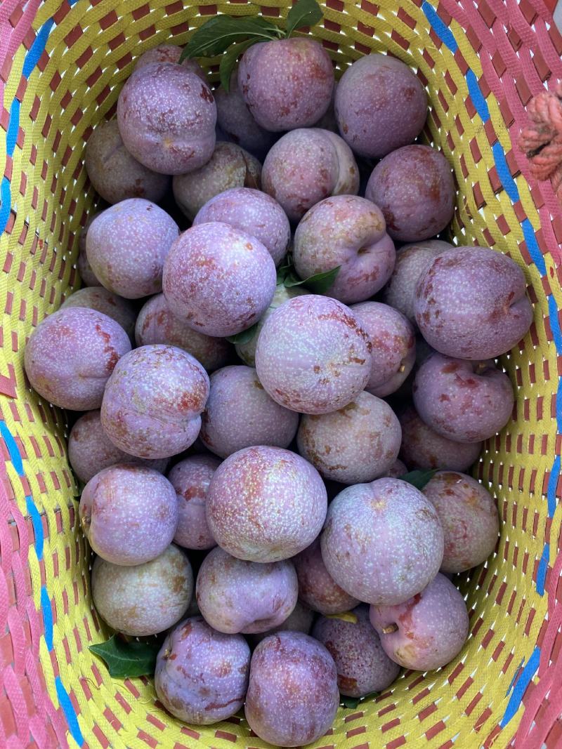 信宜钱排远庆种植家庭农场三华李苗，欢迎种植