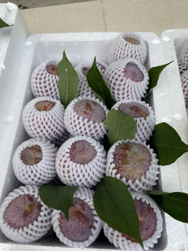 信宜钱排远庆种植三华李苗，南北方均可种植