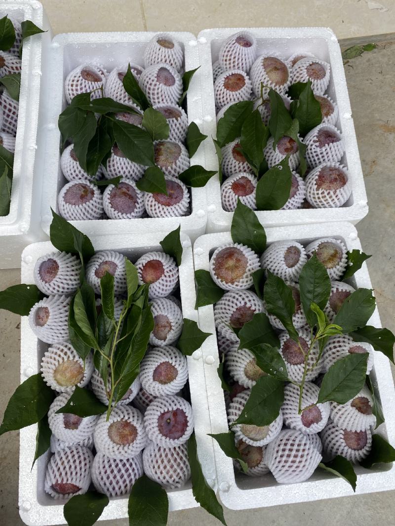 信宜钱排远庆种植三华李苗，南北方均可种植