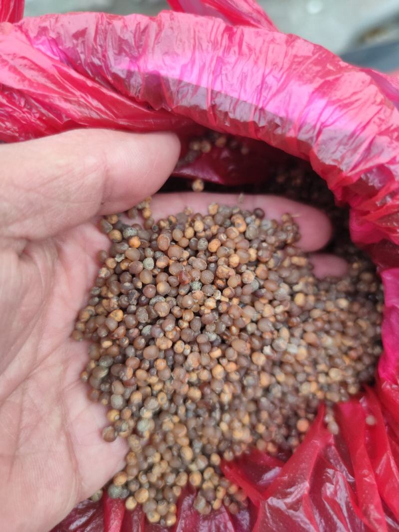 中药根茎类黄精产地联播持续追踪聚焦持续传播产地货源