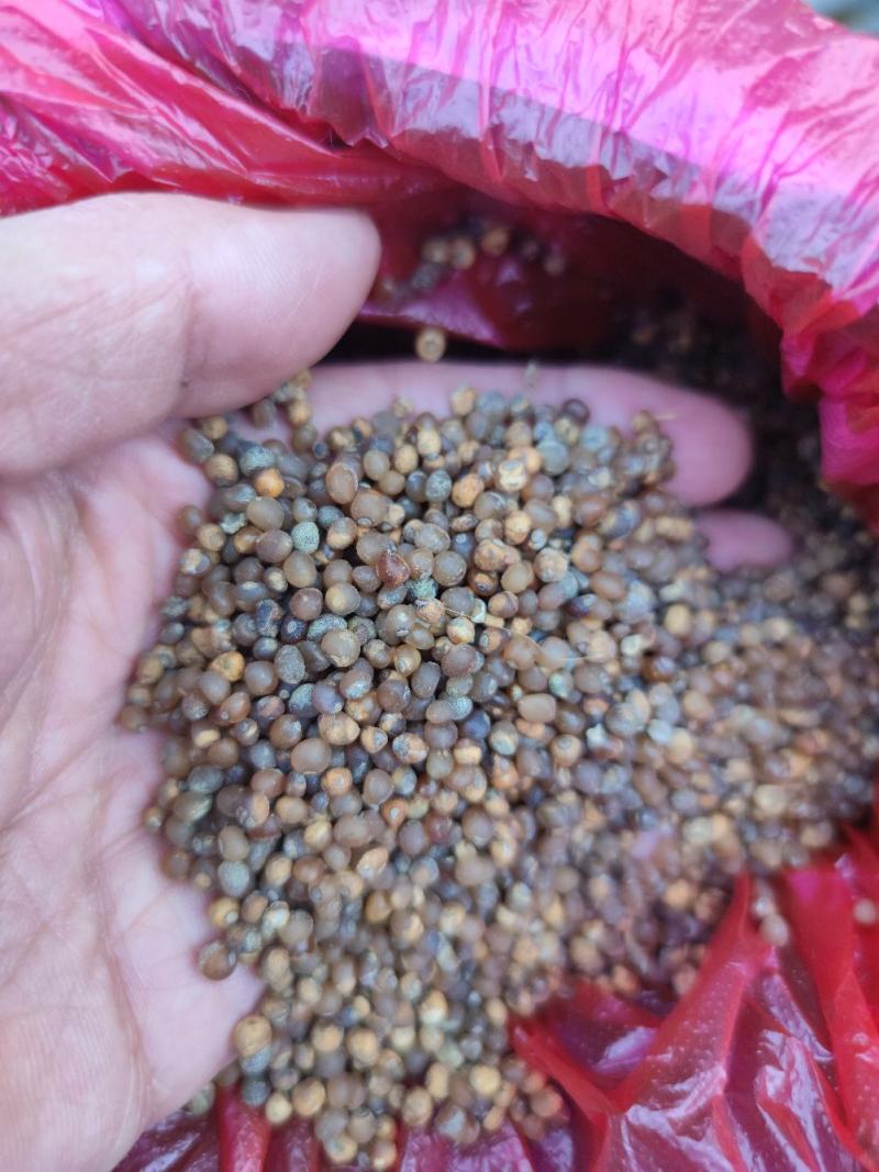 中药根茎类黄精产地联播持续追踪聚焦持续传播产地货源