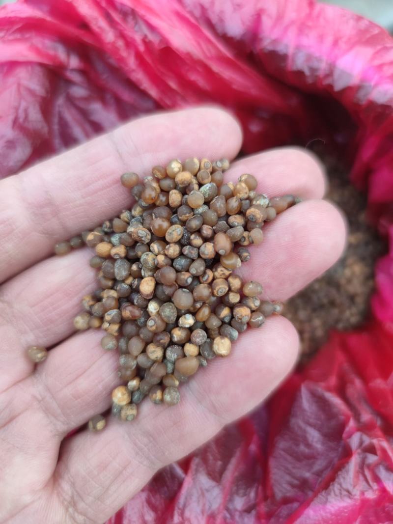 中药根茎类黄精产地联播持续追踪聚焦持续传播产地货源