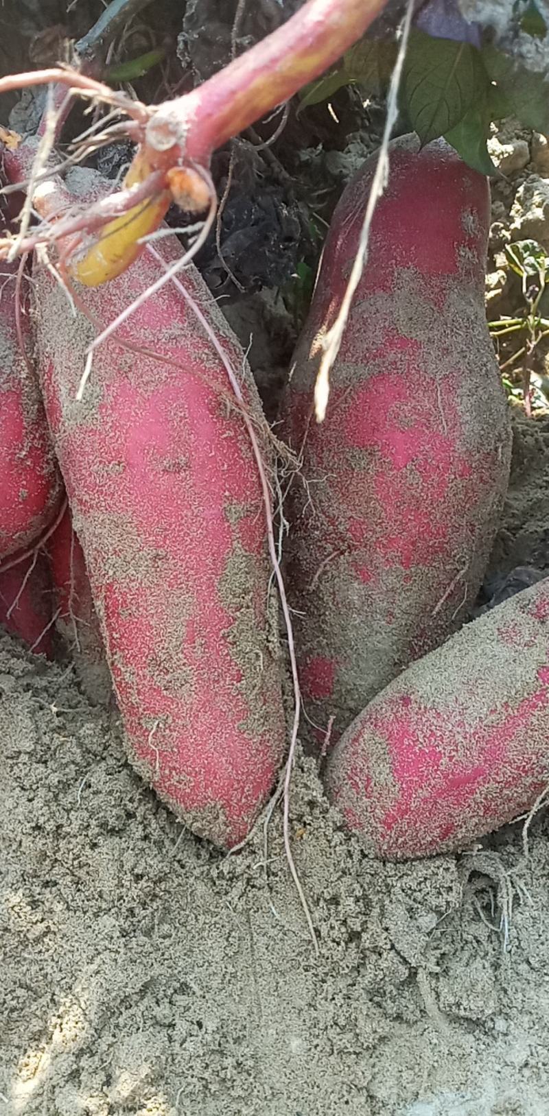西瓜红，601，有沙地，半沙地，诚信代办
