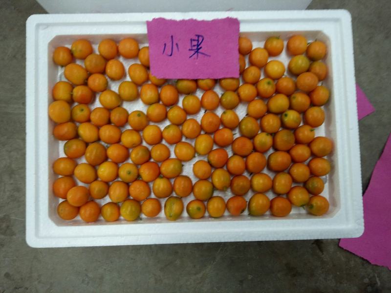 广西阳朔金桔之乡恒彩专业合作社