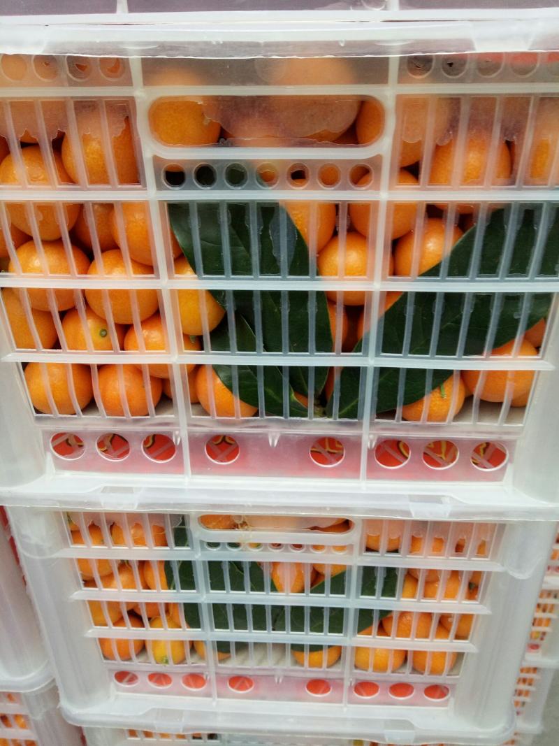广西阳朔金桔之乡恒彩专业合作社
