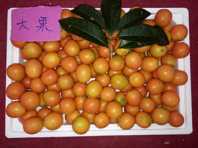 广西阳朔金桔之乡恒彩专业合作社