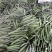 加祥四季蔬菜专业合作社。每大量有货，诚信经营