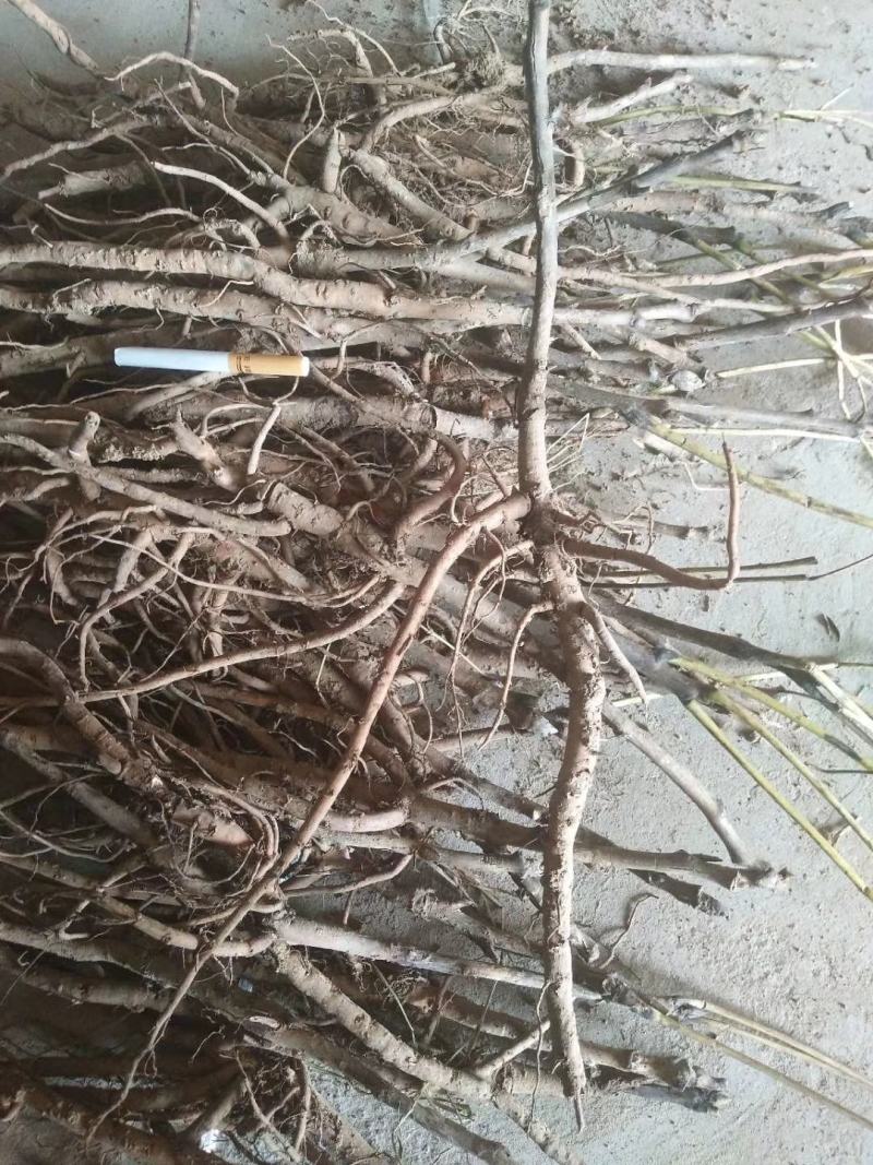 牡丹树，凤凰丹，高1米2大牡丹苗牡丹花下死做鬼也风流。
