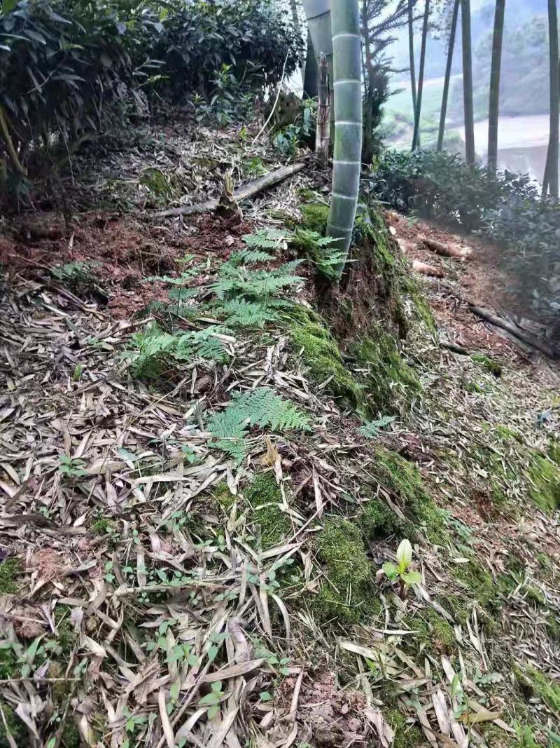 高山楠笋，一手货源现控现卖，物美价廉，有需要的老板欢迎砸