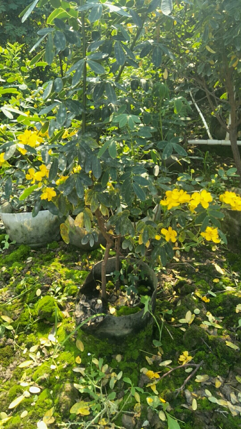 一手货源基地直供双夹槐黄槐