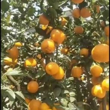 四川省雅安石棉县黄果柑