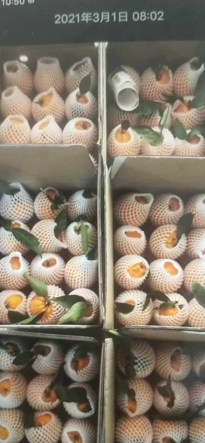 四川省雅安石棉县黄果柑