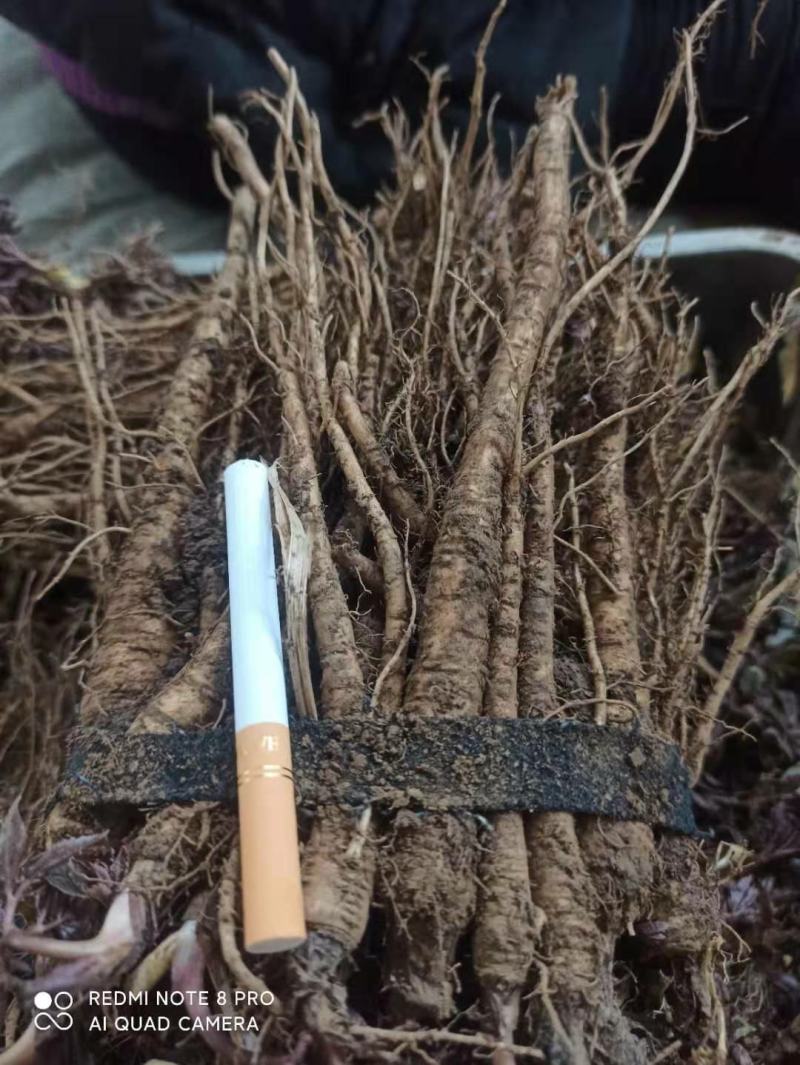 甘肃肉独活种苗大量上市中，自产自销，欢迎大家选购！