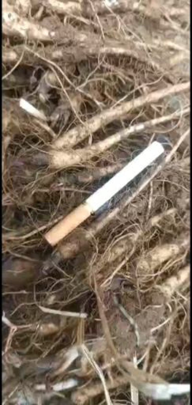甘肃肉独活种苗大量上市中，自产自销，欢迎大家选购！