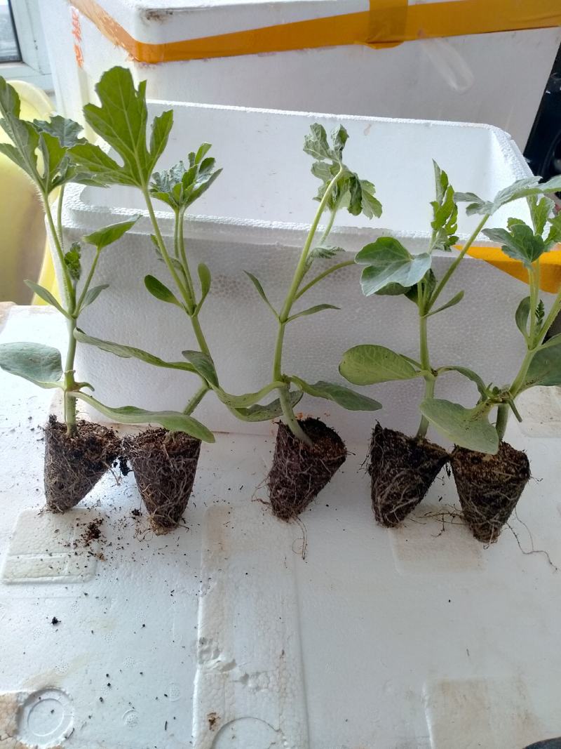 西瓜苗大量现货京欣西瓜苗脱毒基地直供视频看货