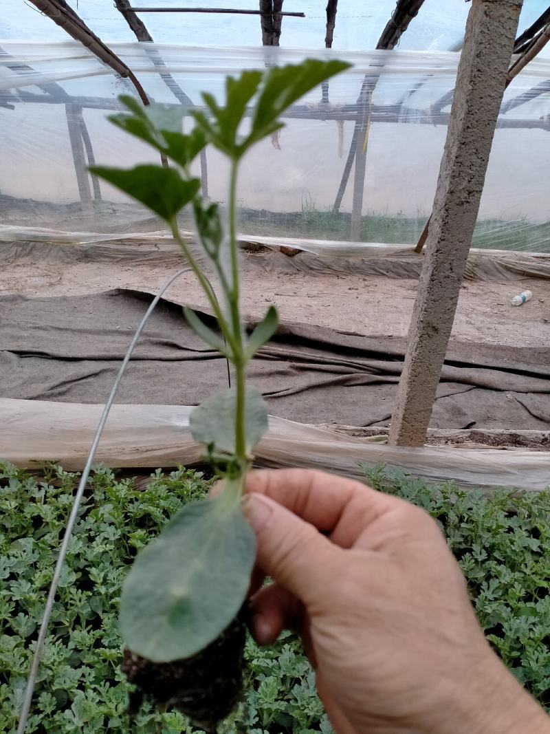 西瓜苗大量现货京欣西瓜苗脱毒基地直供视频看货