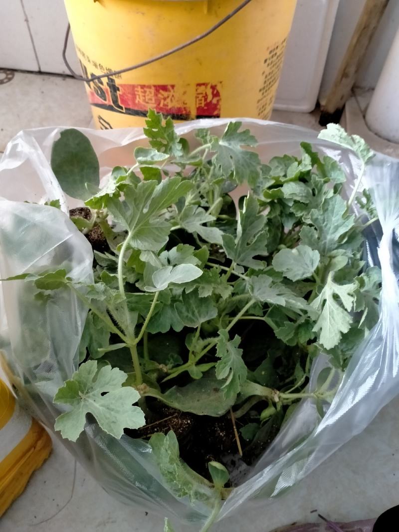 西瓜苗大量现货京欣西瓜苗脱毒基地直供视频看货