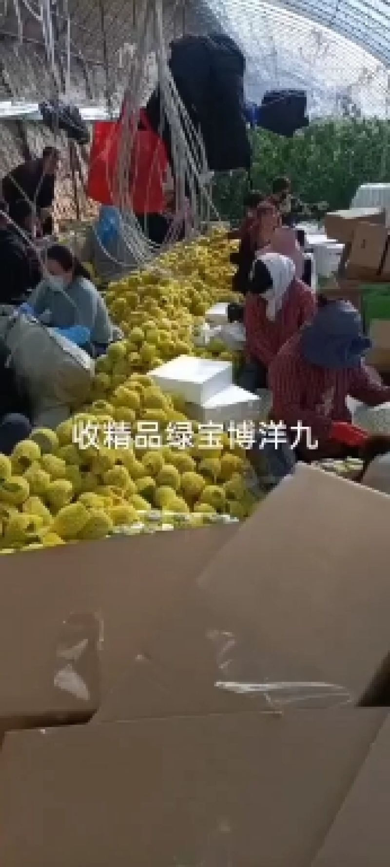 产地直发优质甜瓜各种品种大量上市
