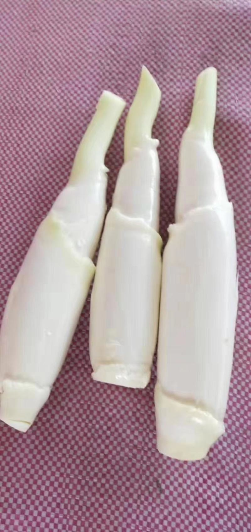 茭白苗单季品种优良