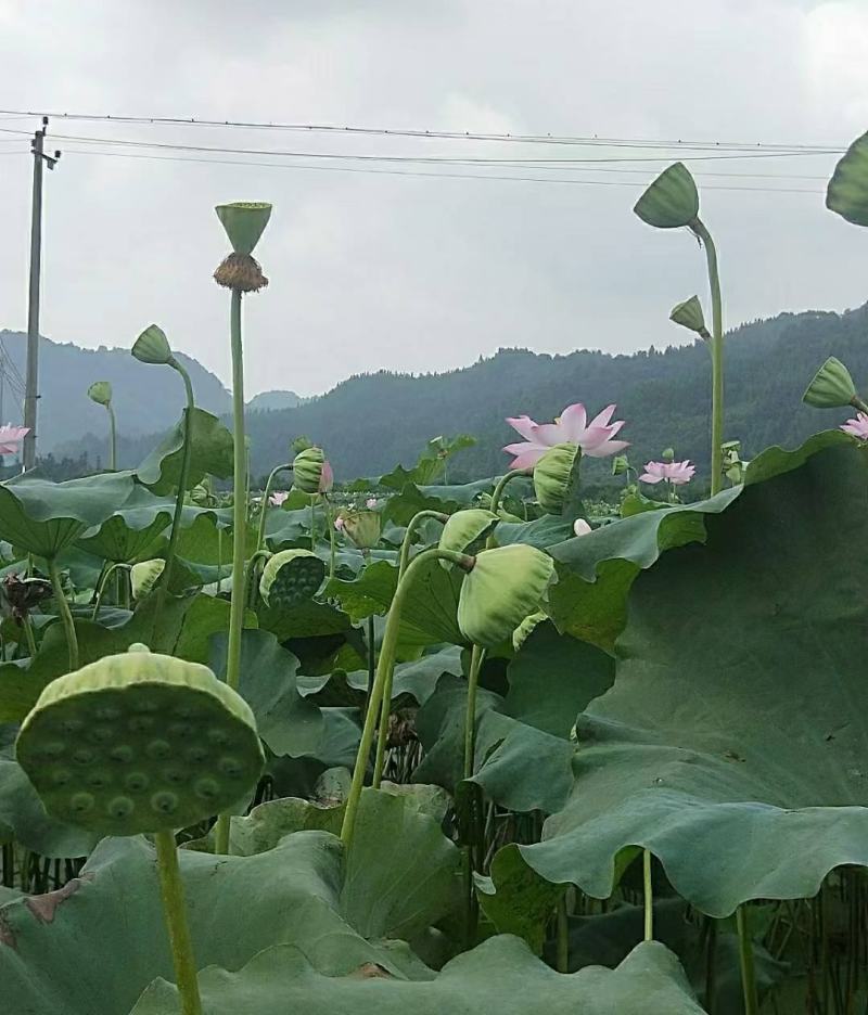 太空莲36号藕苗藕种