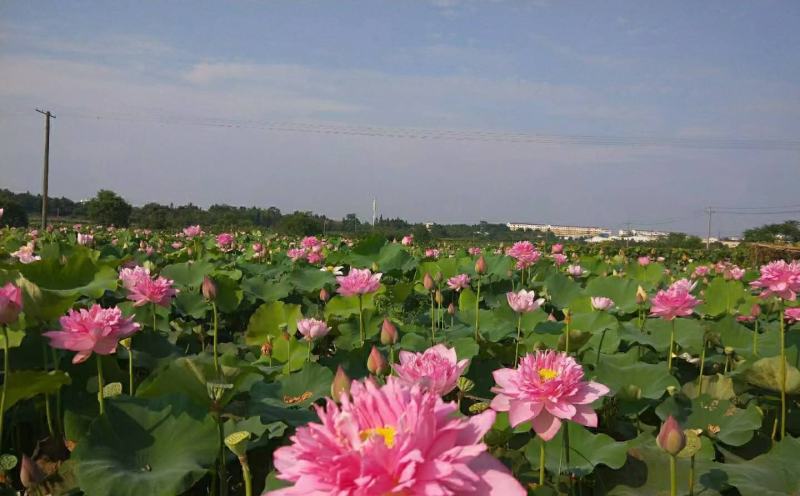 太空莲36号藕苗藕种