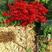 红枫树苗日本红枫红舞姬美国红枫红冠庭院道路室外盆栽四季红