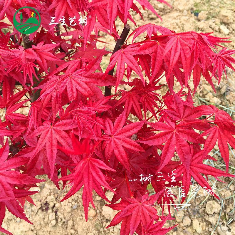 红枫树苗日本红枫红舞姬美国红枫红冠庭院道路室外盆栽四季红