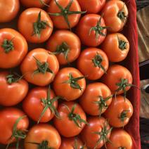 西红柿大量出售，货源充足，价格美丽，欢迎来电咨询。