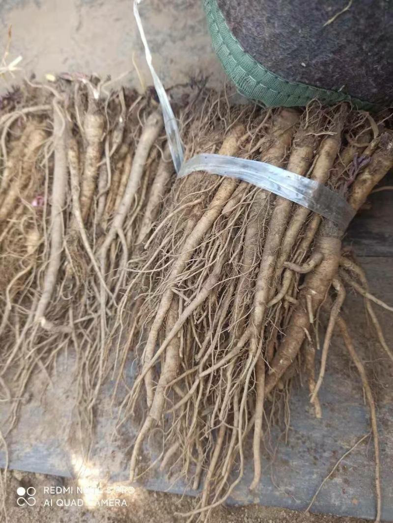甘肃肉独活种苗大量上市中，自产自销，欢迎大家选购！