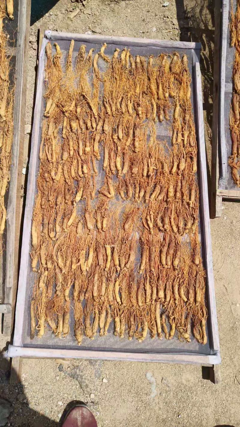 【大量批发】无糖红参全须红参整枝500克工厂批发价