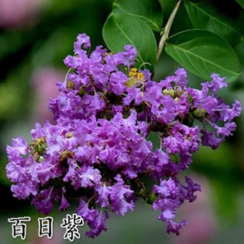 紫薇树苗红火箭百日红紫薇花树苗盆栽地栽庭院别墅工程绿化紫