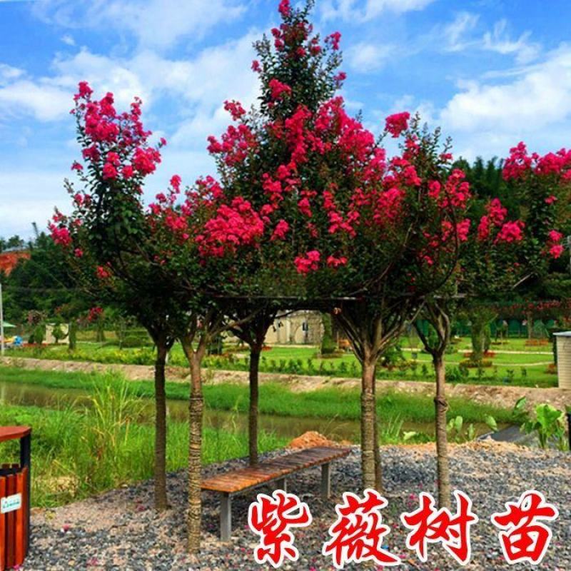 紫薇树苗红火箭百日红紫薇花树苗盆栽地栽庭院别墅工程绿化紫