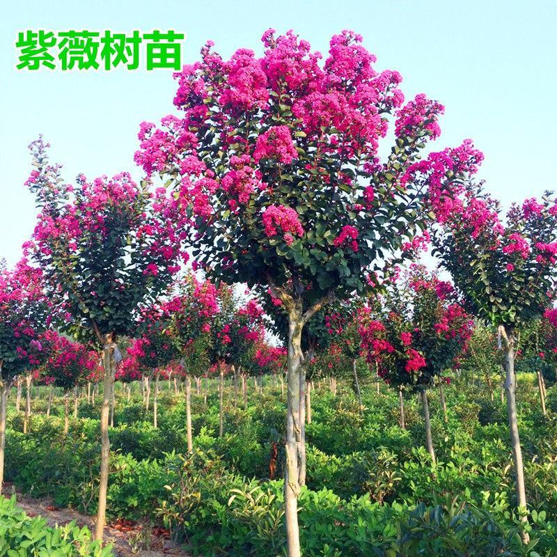 紫薇树苗红火箭百日红紫薇花树苗盆栽地栽庭院别墅工程绿化紫
