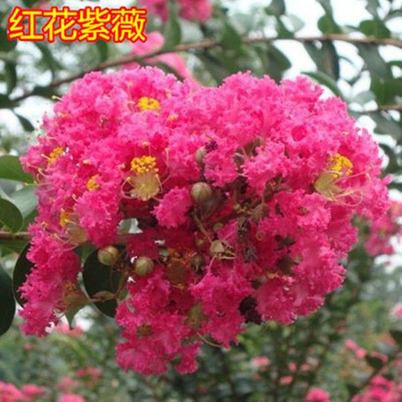 紫薇树苗红火箭百日红紫薇花树苗盆栽地栽庭院别墅工程绿化紫