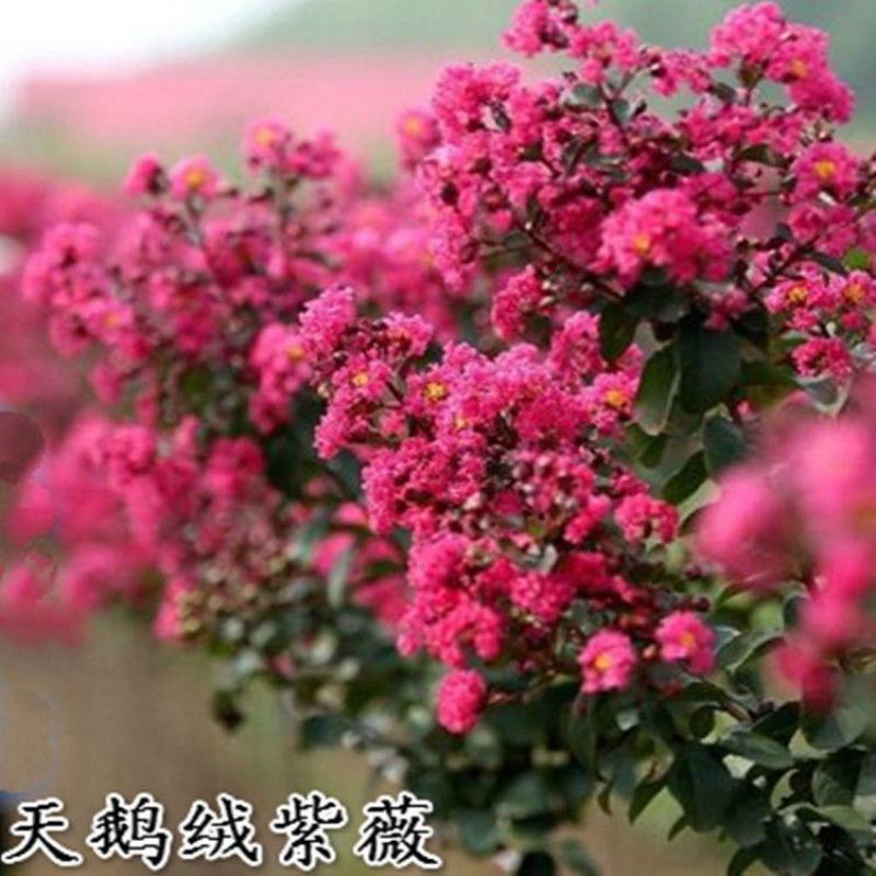 紫薇树苗红火箭百日红紫薇花树苗盆栽地栽庭院别墅工程绿化紫