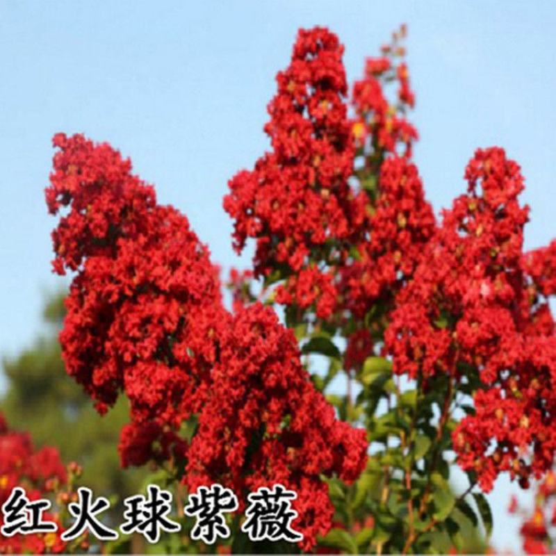 紫薇树苗红火箭百日红紫薇花树苗盆栽地栽庭院别墅工程绿化紫