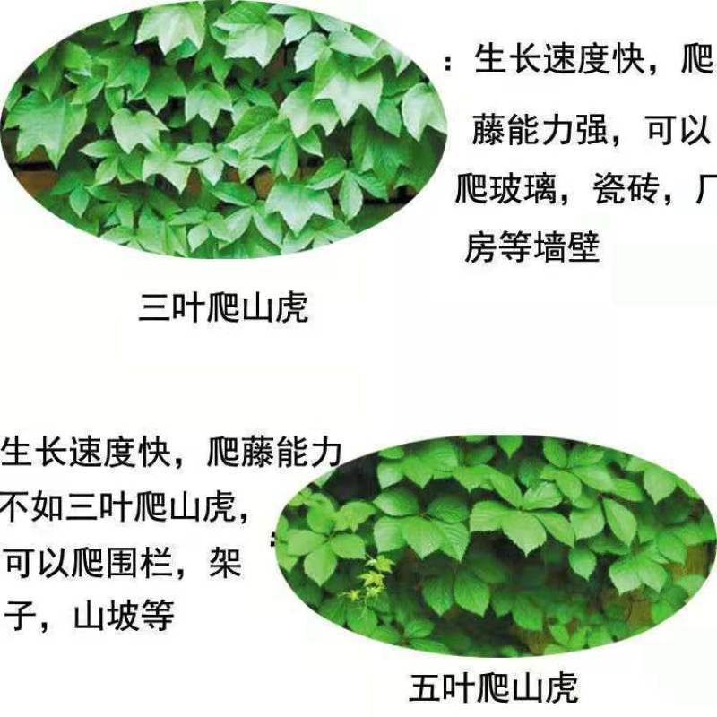 爬山虎爬藤植物庭院室内户外盆栽四季攀援爬山虎苗红色三叶爬