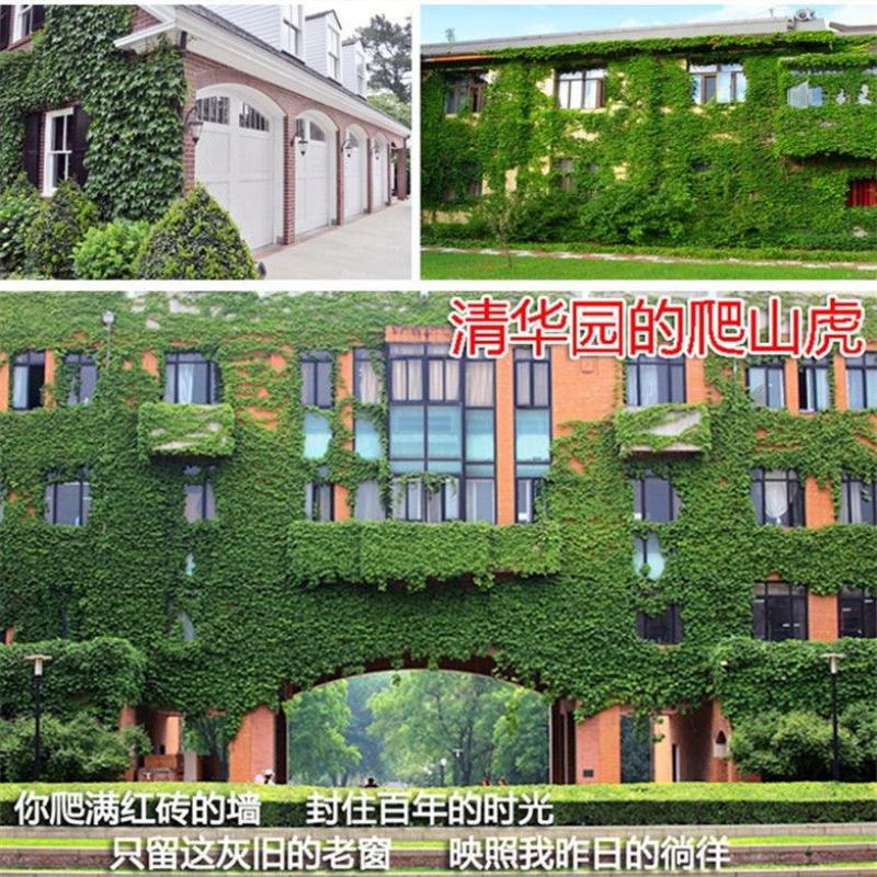 爬山虎爬藤植物庭院室内户外盆栽四季攀援爬山虎苗红色三叶爬