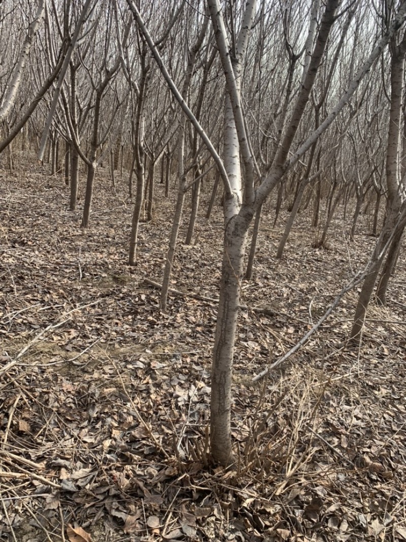 樱花晚樱8-10公分120上车一级树一般树100