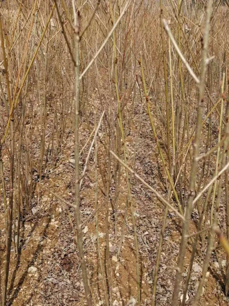樱花苗。飞寒晚樱毛樱当年小苗成品苗大量供应