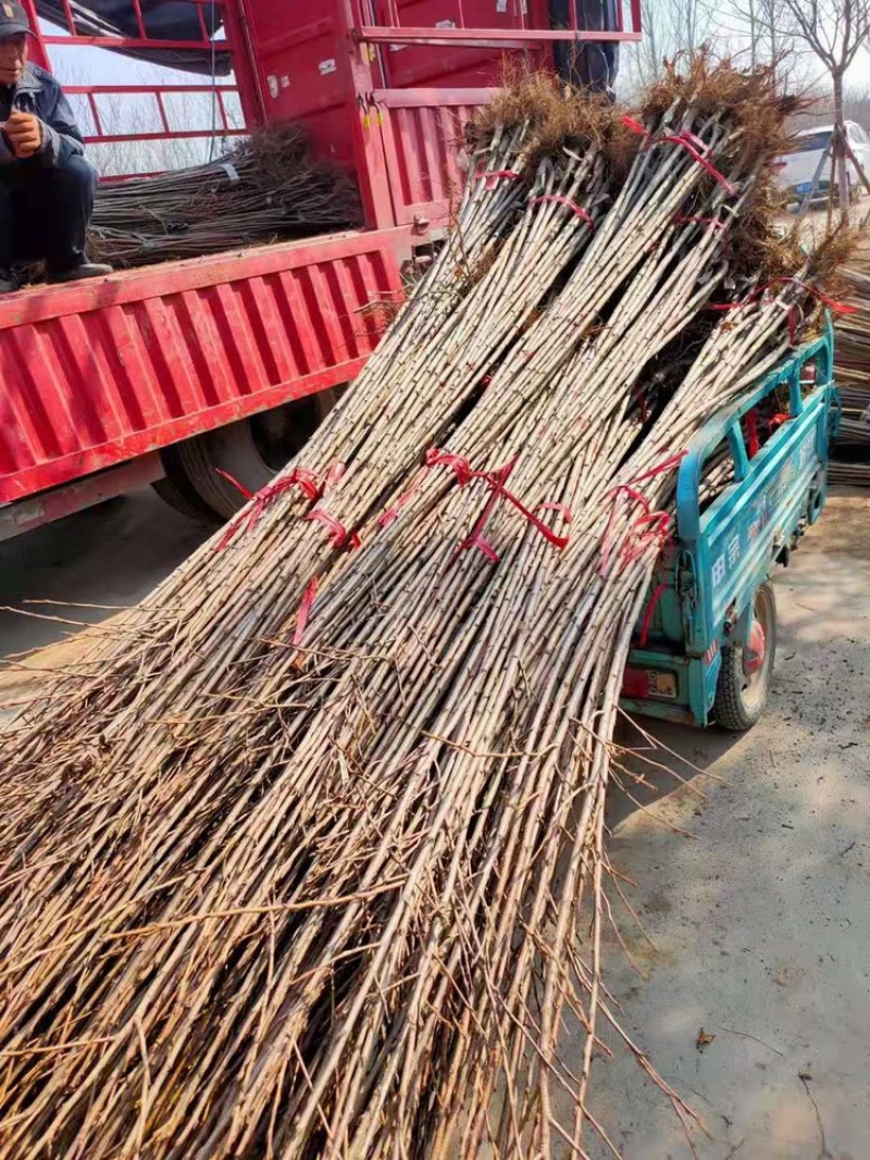 樱花苗。飞寒晚樱毛樱当年小苗成品苗大量供应