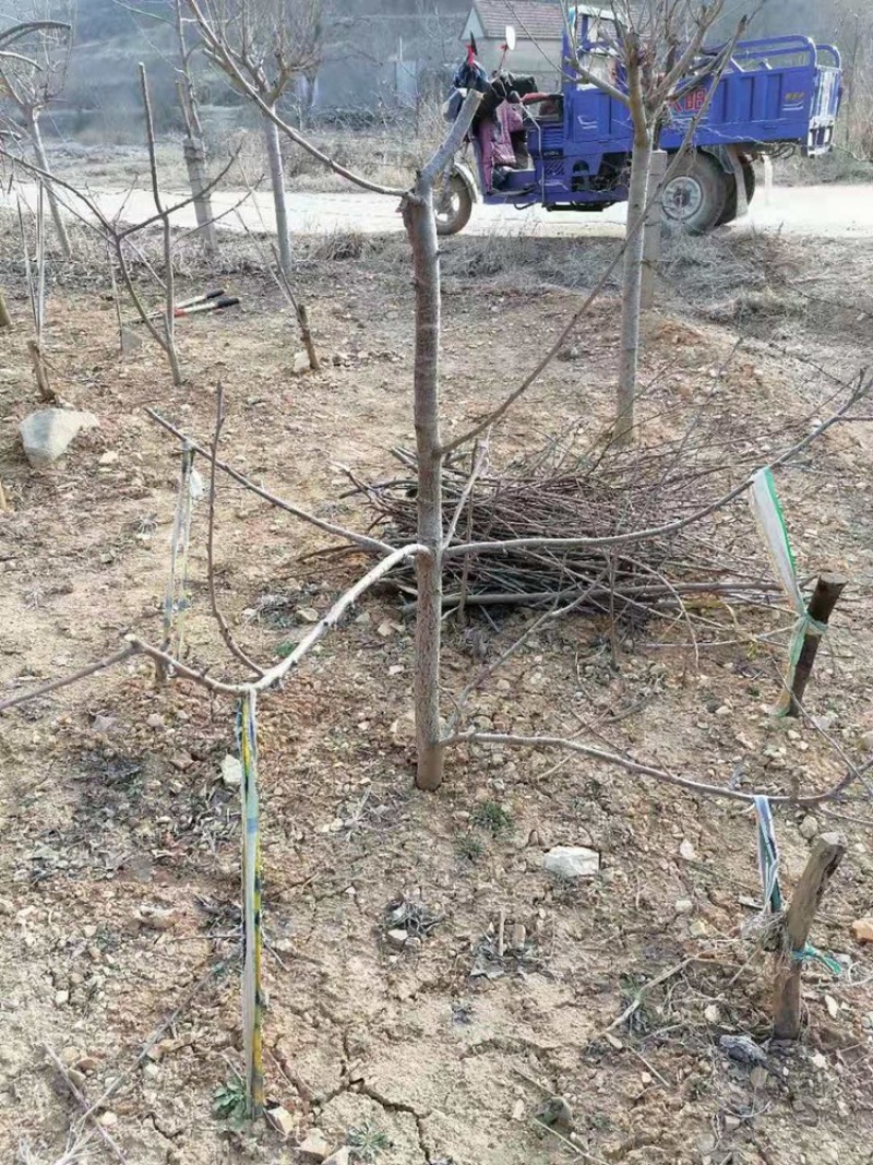 大樱桃成品苗，嫁接苗布鲁克斯美早蜜露