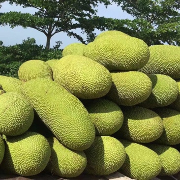 现摘发货海南菠萝蜜黄肉干苞当应季新鲜水果包邮木菠萝
