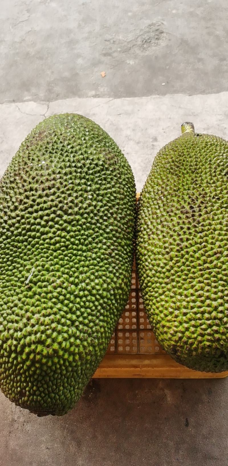 现摘发货海南菠萝蜜黄肉干苞当应季新鲜水果包邮木菠萝