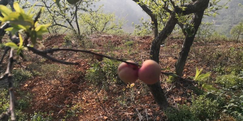 信宜钱排三华李上市，欢迎选购，会电话联系洽谈