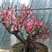 梅花盆栽老桩红梅腊梅盆景树苗好养花卉耐寒植物室内阳台庭院