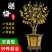 梅花盆栽老桩红梅腊梅盆景树苗好养花卉耐寒植物室内阳台庭院