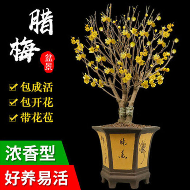 梅花盆栽老桩红梅腊梅盆景树苗好养花卉耐寒植物室内阳台庭院