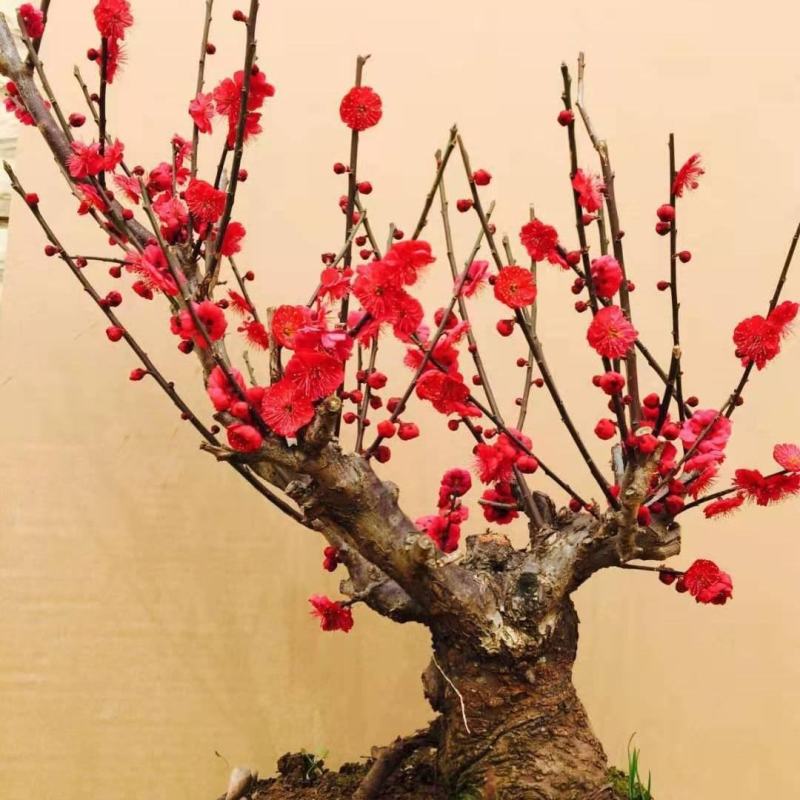 梅花盆栽老桩红梅腊梅盆景树苗好养花卉耐寒植物室内阳台庭院