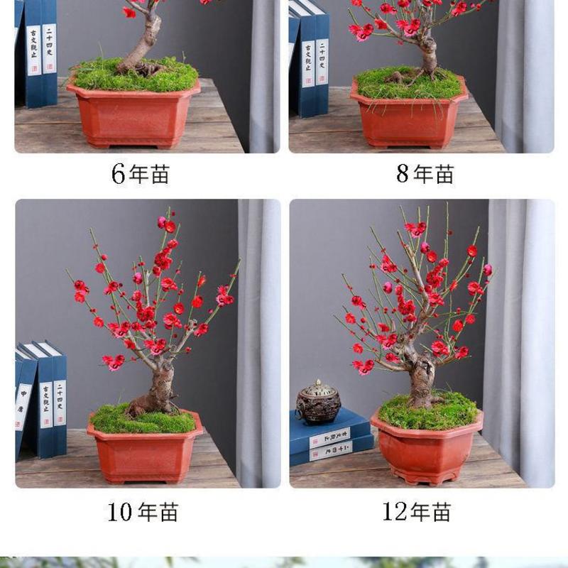 梅花盆栽老桩红梅腊梅盆景树苗好养花卉耐寒植物室内阳台庭院
